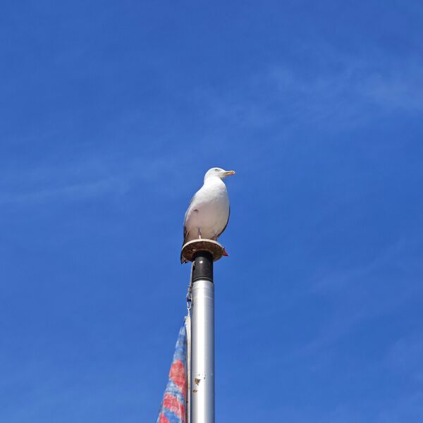 Datei:2025 Larus argentatus 05.jpg