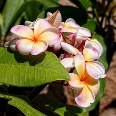 La Mortella Plumeria Rubra-01.jpeg