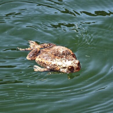 Bufo Bufo 02.jpg