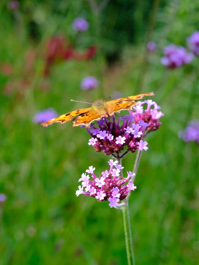 Polygonia c-album 03.JPG