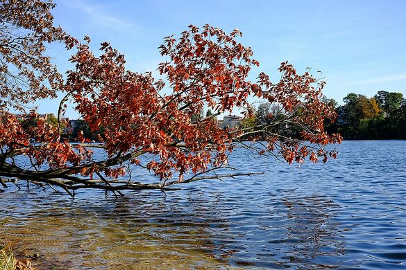 Straussee Baum am Westufer.jpg