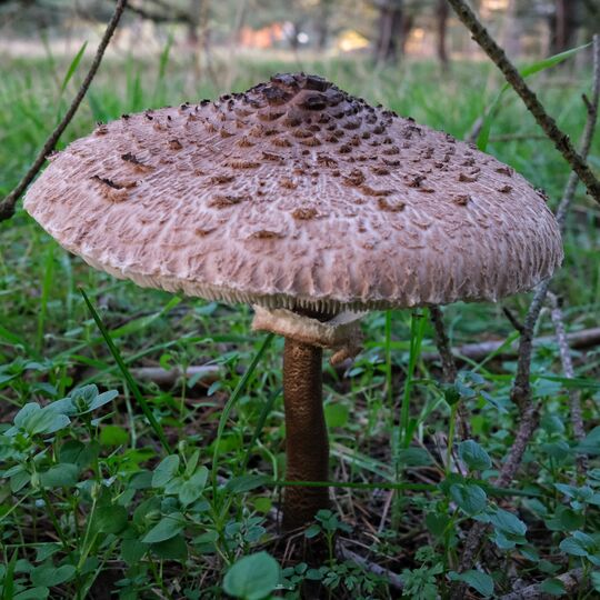 Macrolepiota procera 01.jpg