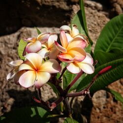 La Mortella Plumeria Rubra.jpeg