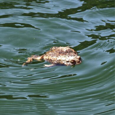 Bufo Bufo 03.jpg