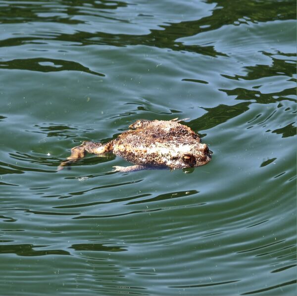 Datei:Bufo Bufo 03.jpg