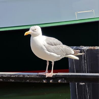 2025 Larus argentatus 03.jpg