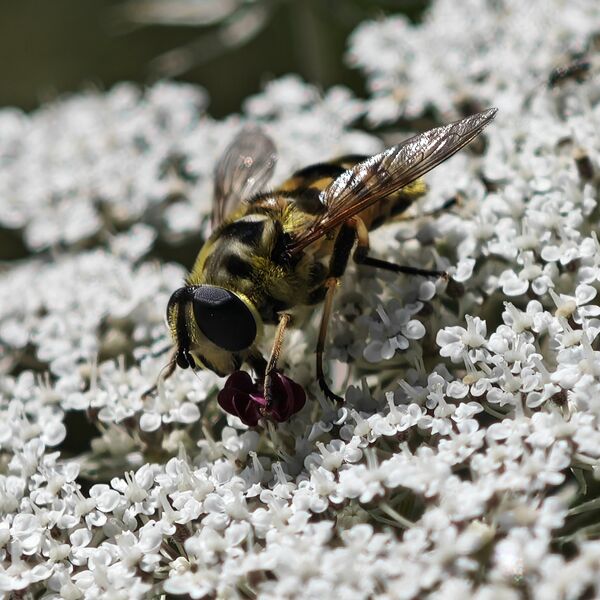 Datei:Myathropa florea 01.jpg