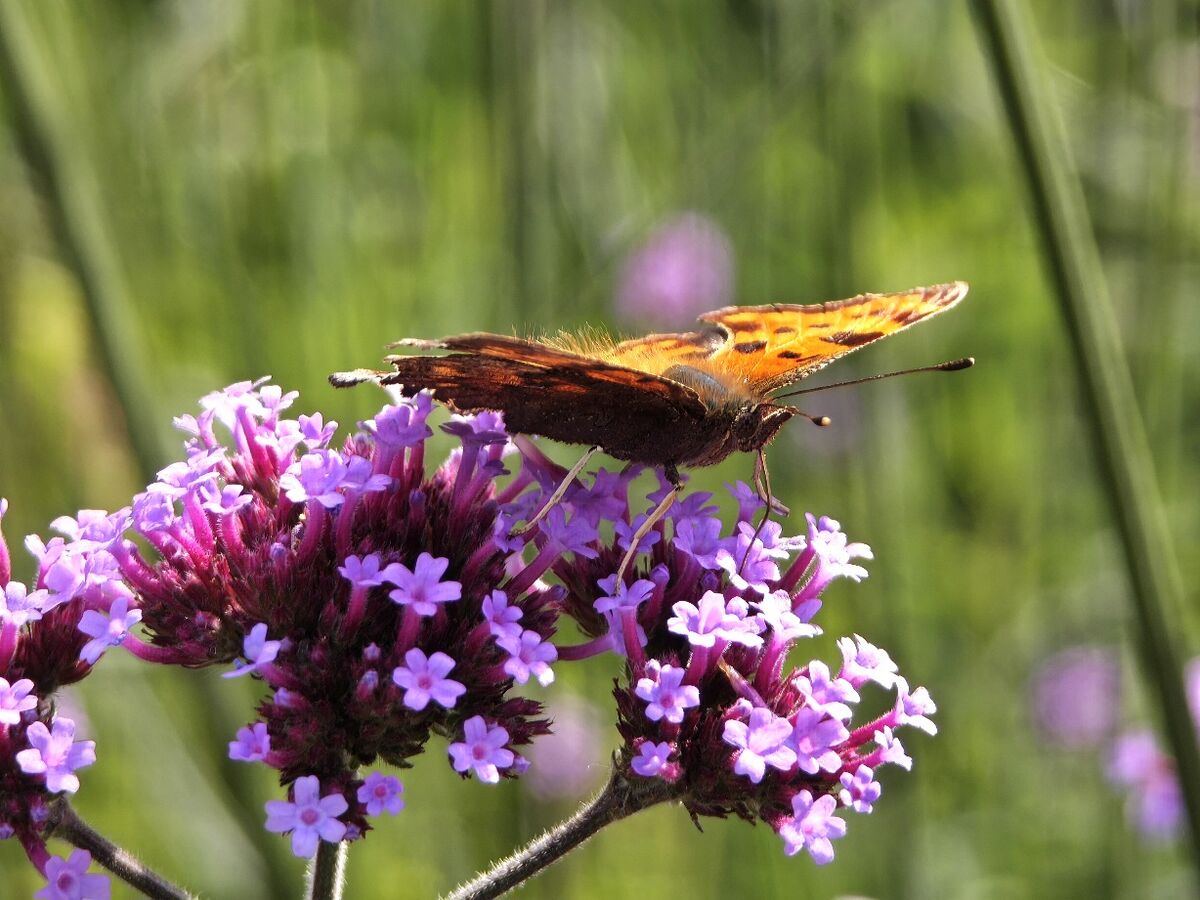 Polygonia c-album 06.jpg