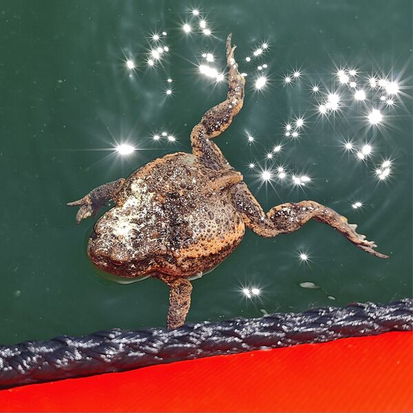 Datei:Bufo Bufo 01.jpg