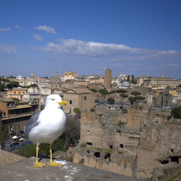 Datei:Rom Moewe 02.jpg