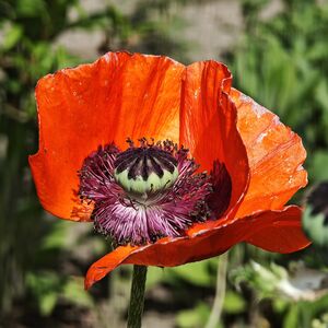 Blumen