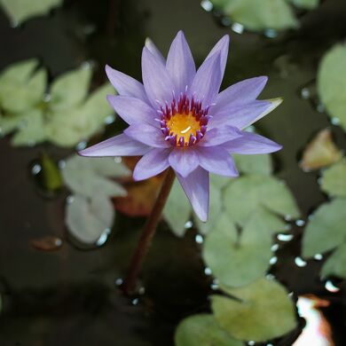 Nymphaea caerulea.jpeg