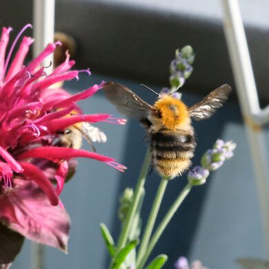 Ackerhummel 01.JPG