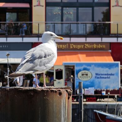 2025 Larus argentatus 01.jpg
