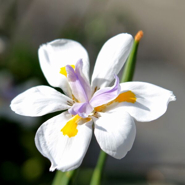 Datei:Dietes grandiflora.jpeg