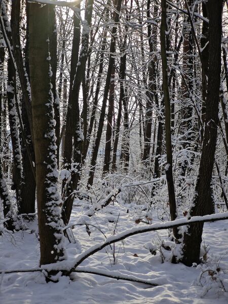 Datei:20260104 SRB07.jpg