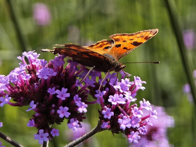 Datei:Polygonia c-album 05.jpg