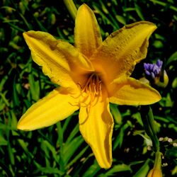 Hemerocallis middendorfii.jpeg