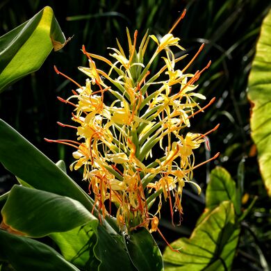 La Mortella Hedychium.jpeg