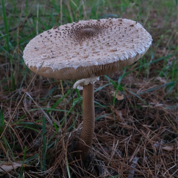 Datei:Macrolepiota procera 03.jpg