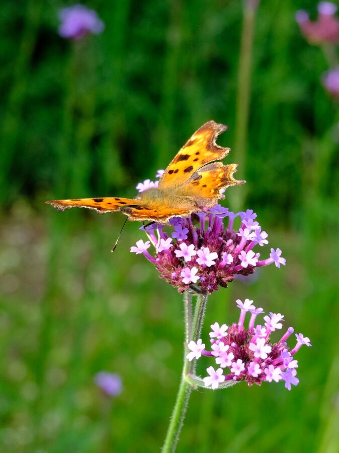 Polygonia c-album 02.JPG