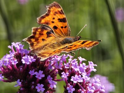 Schmetterlinge