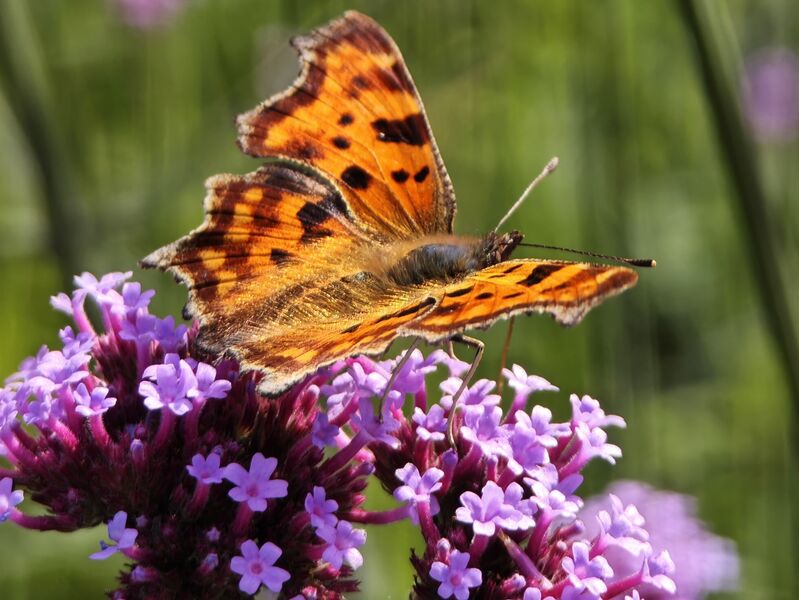 Datei:Polygonia c-album 04.jpg