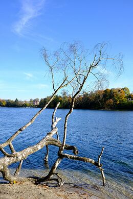 Straussee toter Baum.jpg