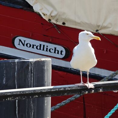 2025 Larus argentatus 04.jpg