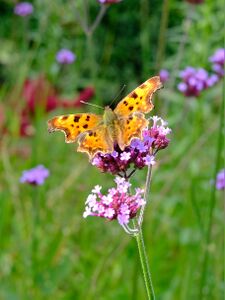 Polygonia c-album