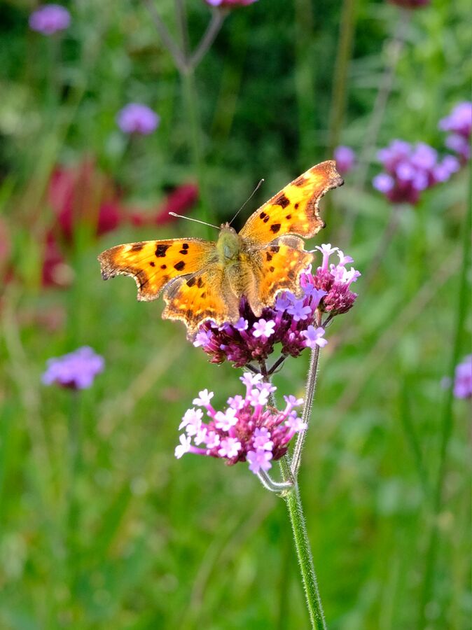 Polygonia c-album 01.JPG