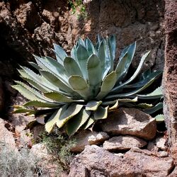 Agave La Mortella.jpeg