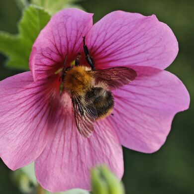 20250727 190905 Hummel.jpg