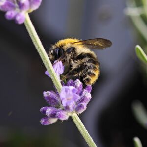 Insekten