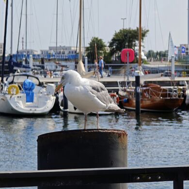 2025 Larus argentatus 02.jpg
