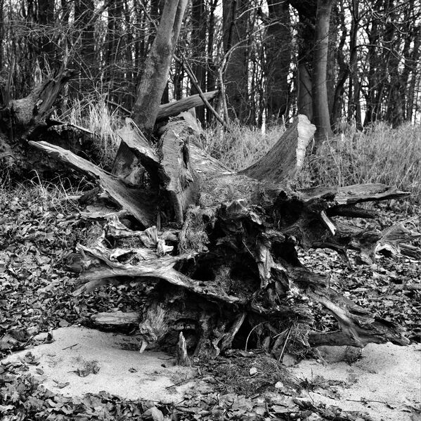 Datei:2025 Lossin.JPG