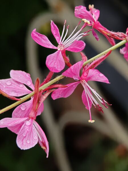 Datei:Gaura lindheimeri.jpg