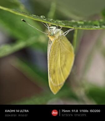 Schmetterling im Regen.jpg